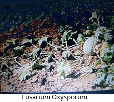 Eustoma (Lisianthus)