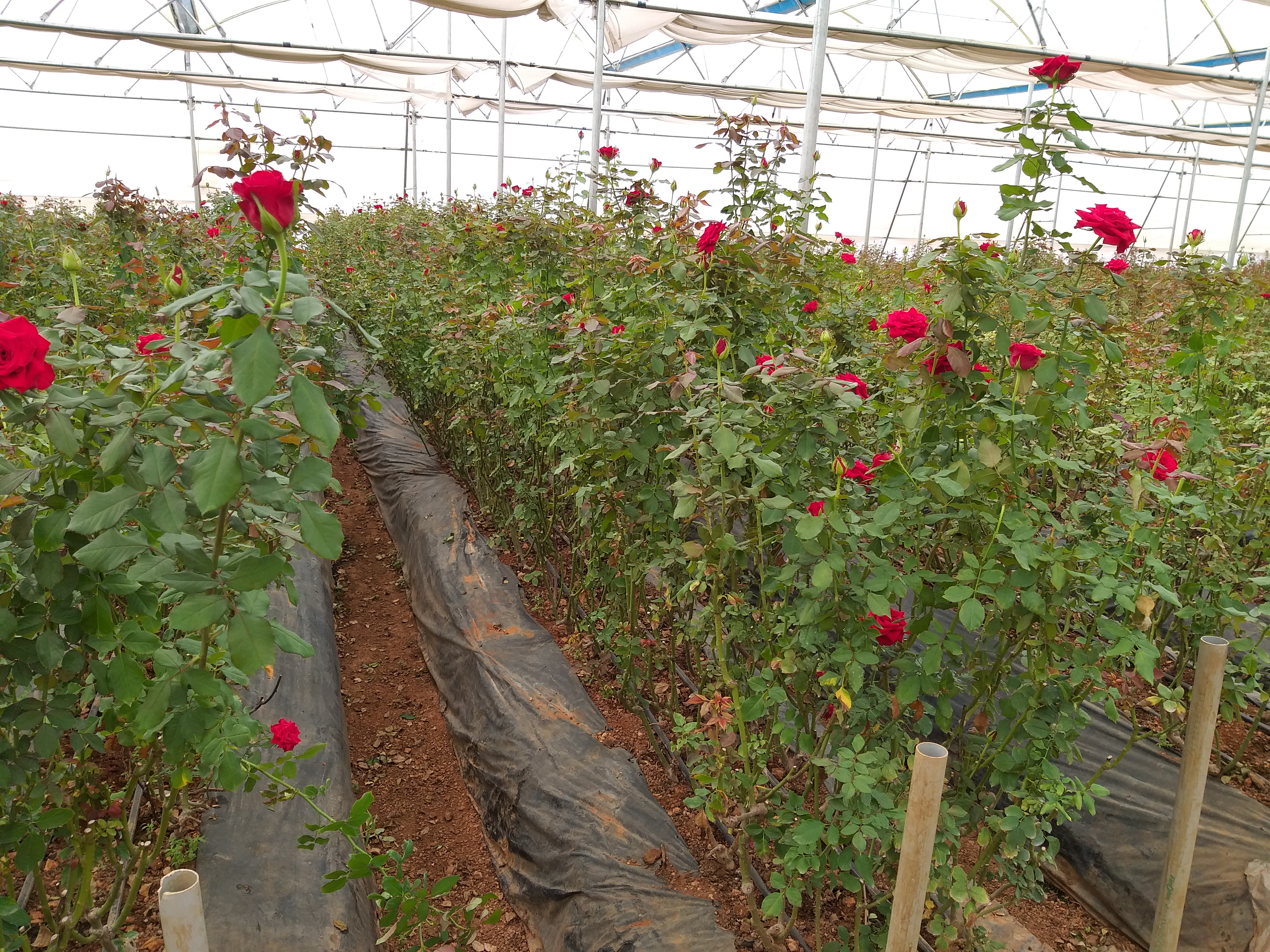 Mulching Bed Shoulders