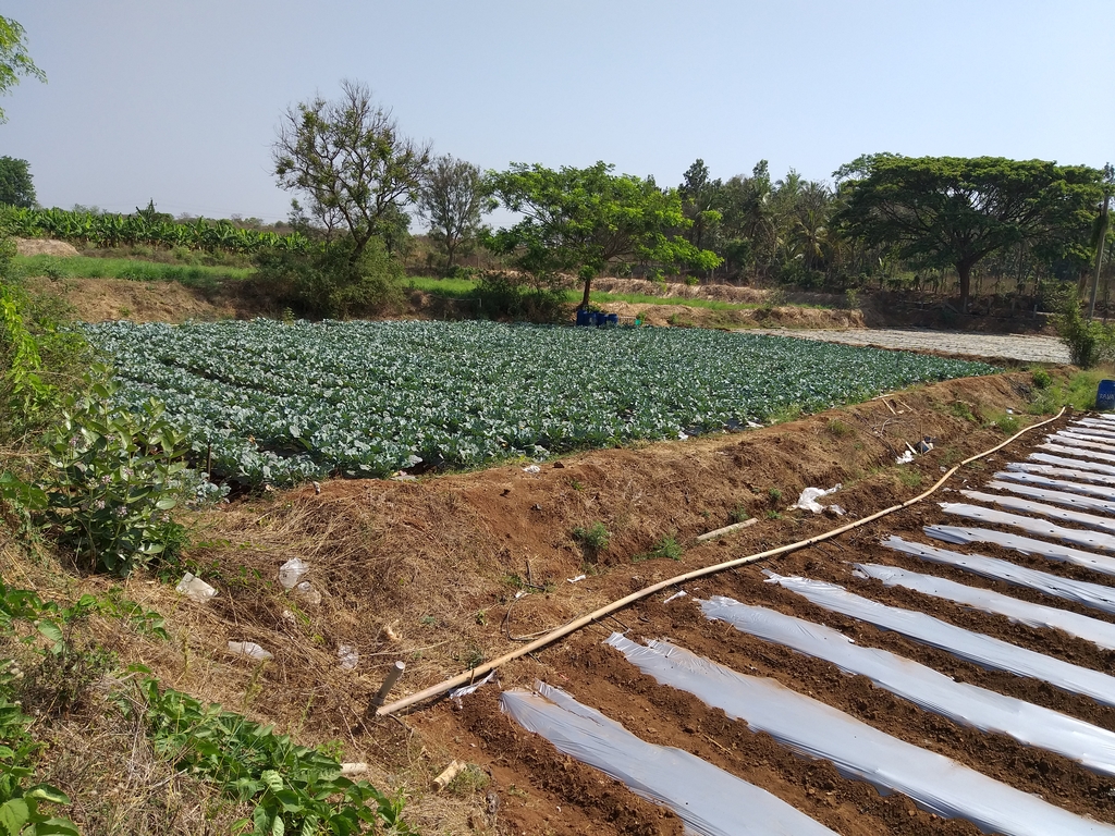 Mulching Sheet Cultivation