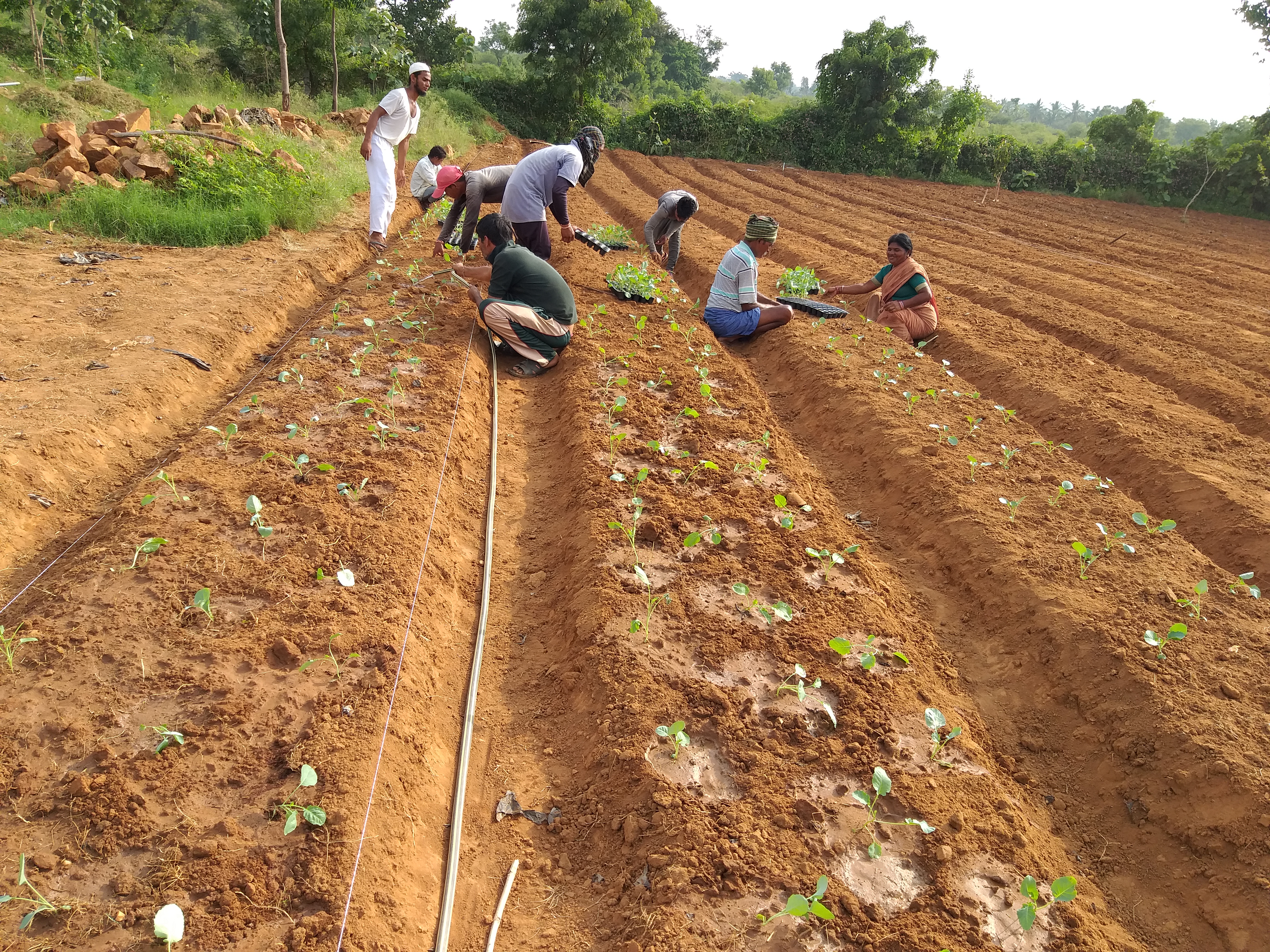 Open Planting