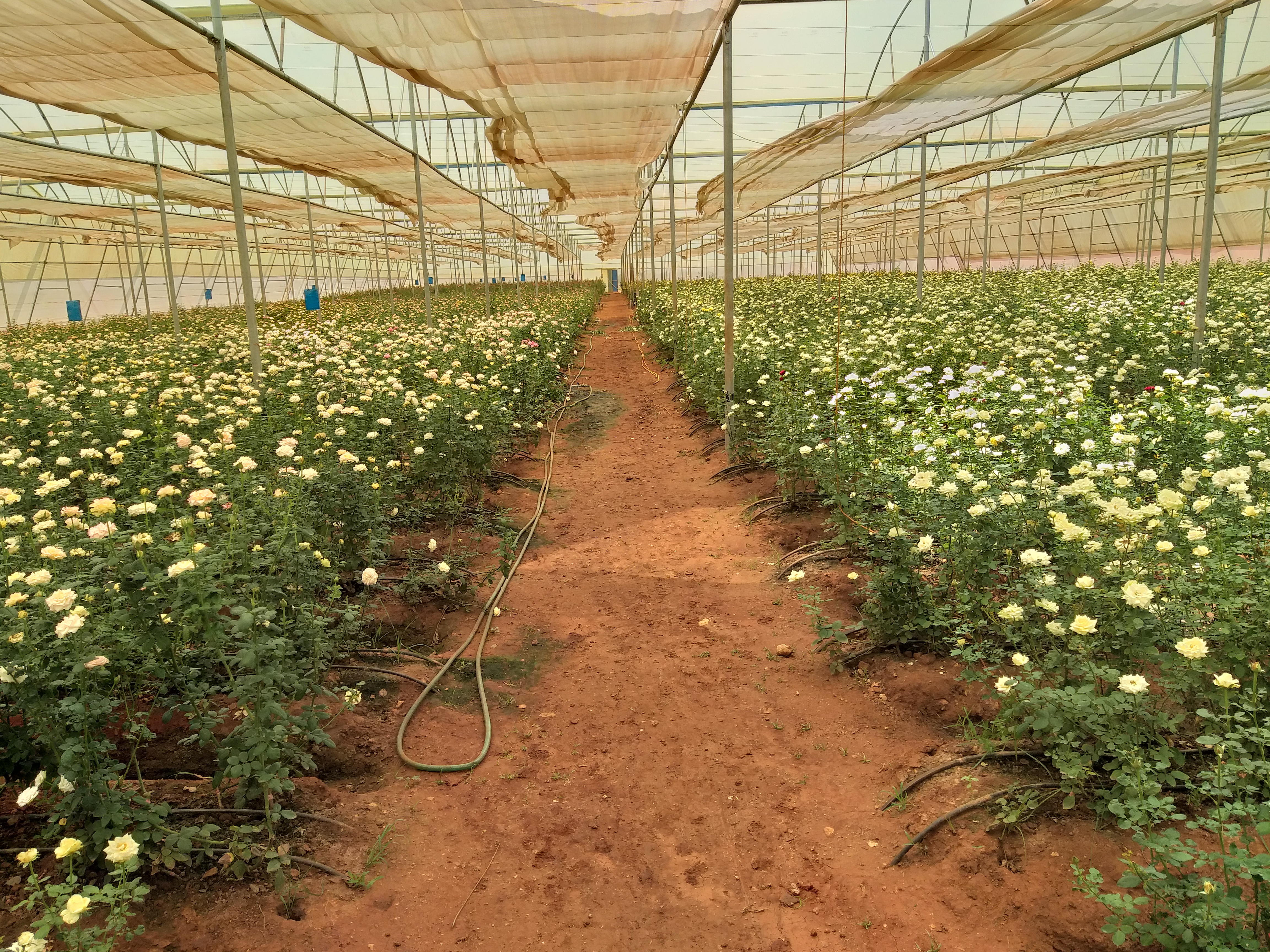 Rose Growing