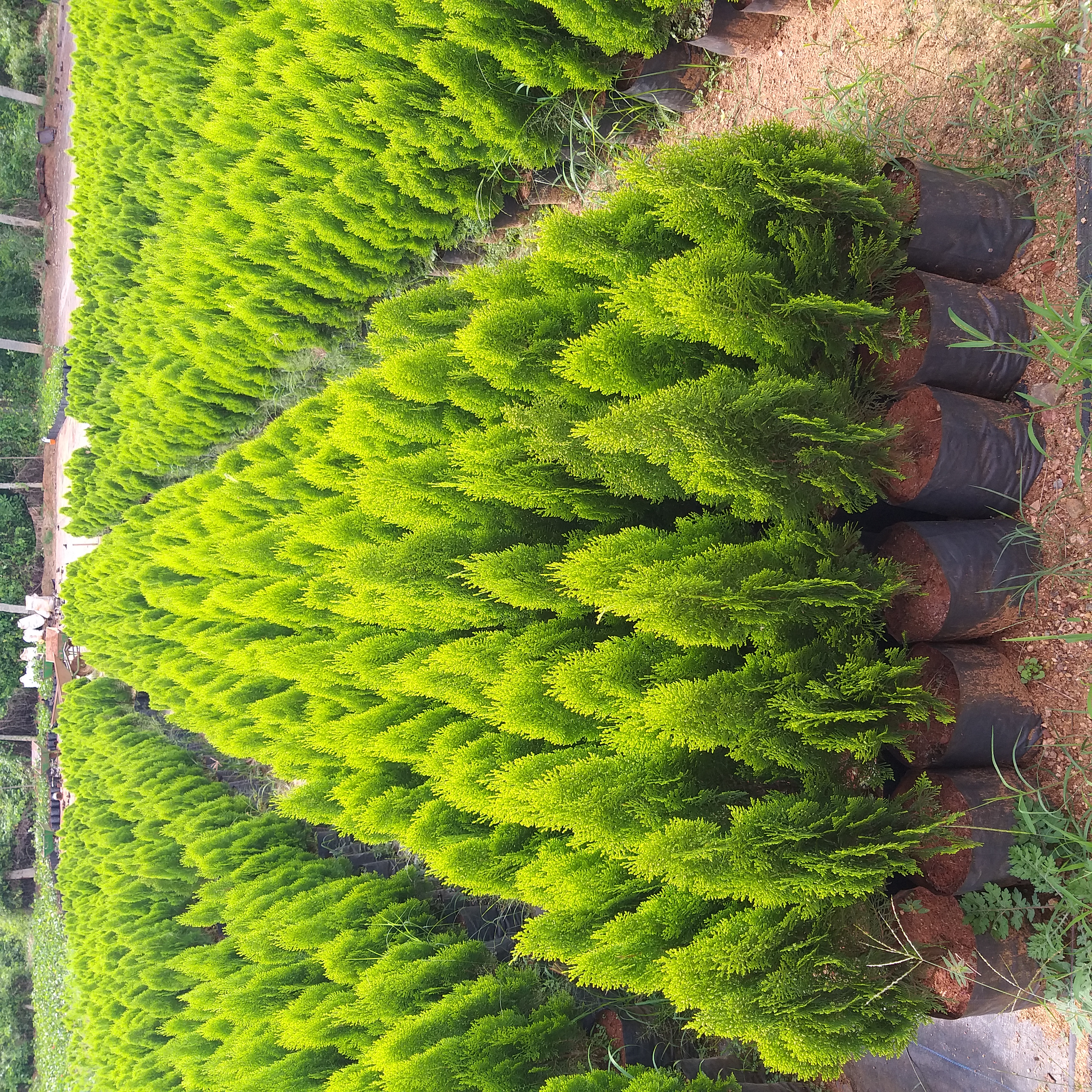 Excellent Open Field Pot Plant Culture