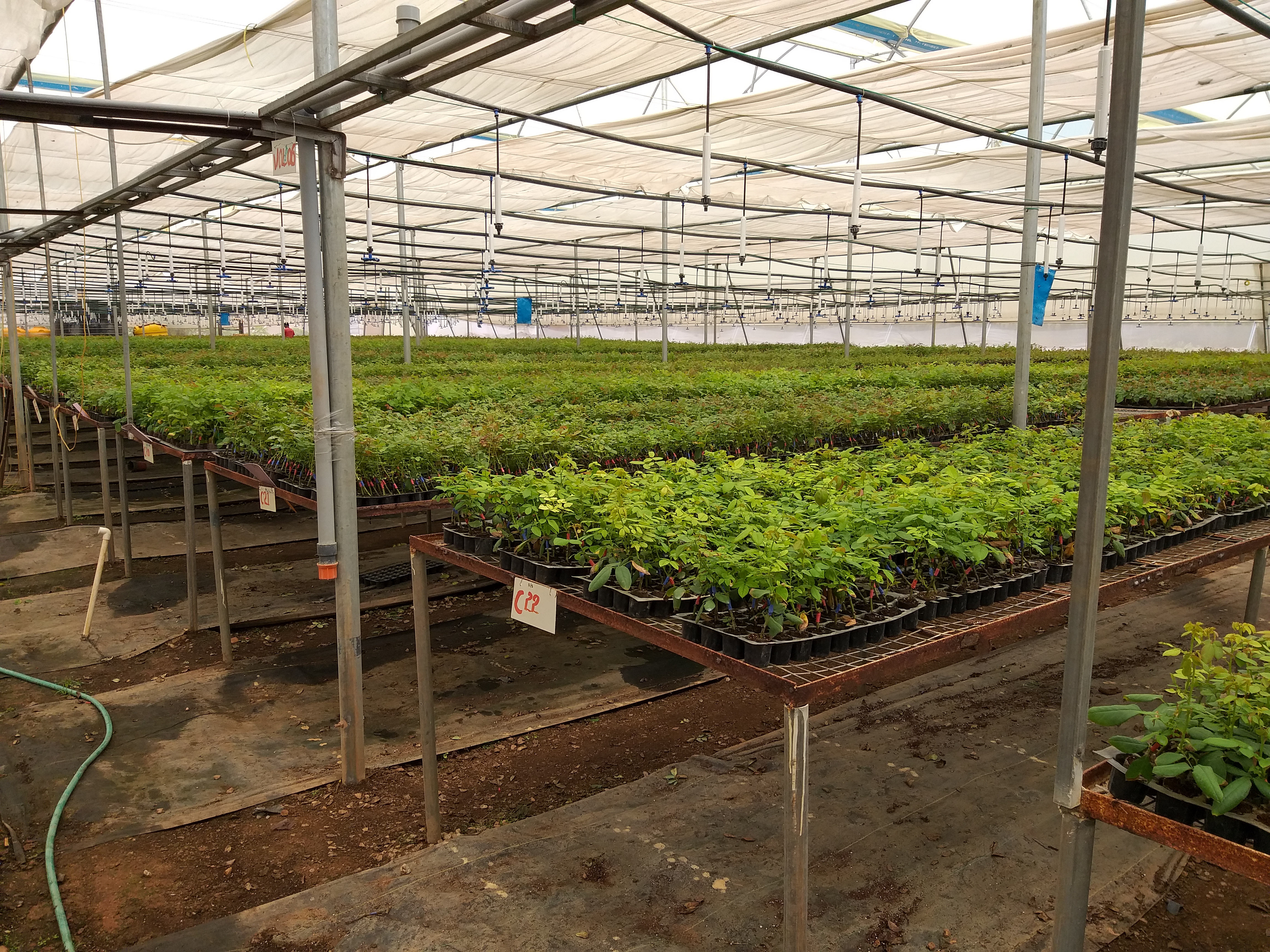 Plant Propagation Nursery on Tables