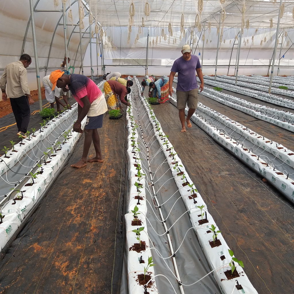 Substrate cultivation technology